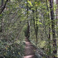 Der Weg geht indes oberhalb der Trasse und des Werkskanals schön eben im Wald dahin