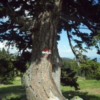 Almhausweg_Baum an den Sommerweiden