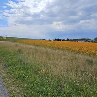 Bunte Felder