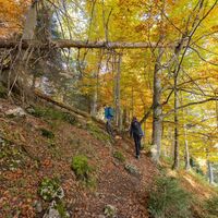 Im Herbstwald am Fluhgrat