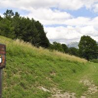 Kiefernspaziergang
