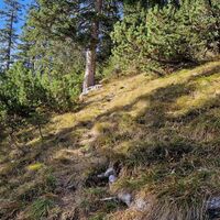 Abstieg im Wald, man suche den Weg