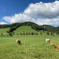 Promenadenweg Kühe und Berge