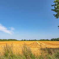 Kornfeld bei Hesedorf