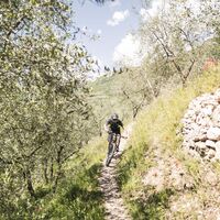 Weg durch den Olivenhain von Arco