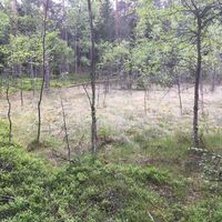 Vernässter Sumpf