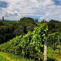 Blick über die Weingärten des Naturparks Südsteiermark