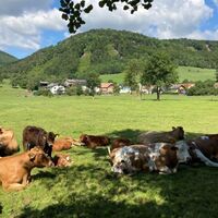 Promenadenweg Kühe und Berge