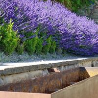 Brunnen aus Cortenstahl im Pirminiusgarten umrandet, Blieskastel von blühendem Lavendel