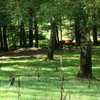 Rehe im mystischen Wald