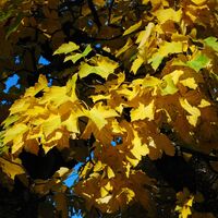 Die Riegerin (1939 m) aus dem Brunntal