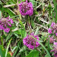 Flora: Quirlblättriges Läusekraut