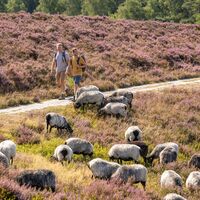Heidschnuckenweg Etappe 2: Brunsberg Nordheide