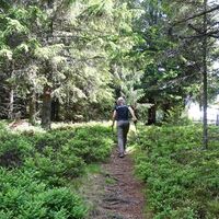 Aufstieg durch den Wald