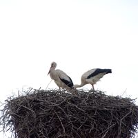 Storchennest bei der Kirche
