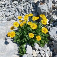 Bergflora
