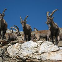 Steinböcke im Albris Gebiet