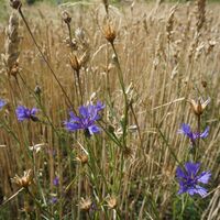 Kornblumen