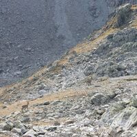 Steinböcke am Gafierjöchle (2.415 m)