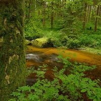 Kleiner Kamp - Schütt