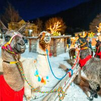 Die Tauernlamas warten schon auf Ihren nächsten Spaziergang