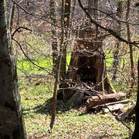 Natur im Wald