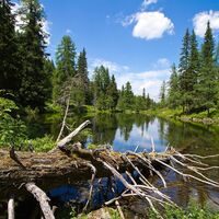 Der Waldsee auf der Reiteralm