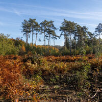 Bunte Farne im Herbst
