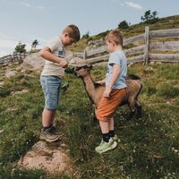 Streicheltiere bei der Millstätter Hütte