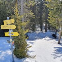 2.8 km ... bei den Wegmarkierungen den Waldweg hinein