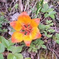 Flora