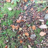 Herbstwald