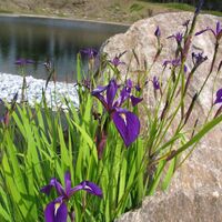 Hebalmsee_Flora