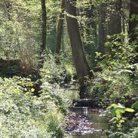 Romantischer Bachlauf im Pfannwald
