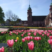 Stadtkirche mit Tulpen