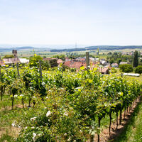 Tannenkirch 2020 web 22