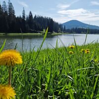 Teichalmsee Löwenzahn_Teichalm_Oststeiermark