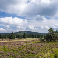 Hochheide auf dem Kahlen Pön bei Medebach-Düdinghausen