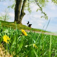 Ringwallweg Schwalenburg im Frühling