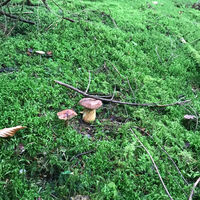 Im Märchenwald kann man wunderschöne Pilze finden