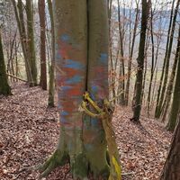 Kunst begleitet uns auch im Wald