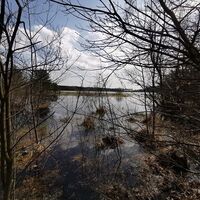 Moorlacke