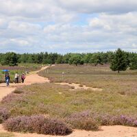 Blick über die Mehlinger Heide mit Besuchern