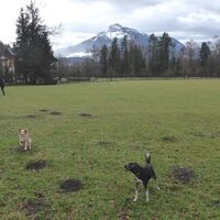 Nicht zu verkennen: die Hundewiese beim Aignerpark mit dem Untersberg im Hintergrund.