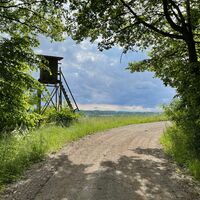 Waldlichtung
