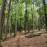 ein Wald zum verlieben mit riesigen Bäumen
