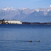 Das Stockentenpärchen wählt den direkten Weg, aber auch die Uferpromenade zum "Grand Hotel Zell am See" ist nicht mehr allzu lang.