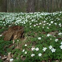 Ohrdruf Märzenbecherblüte in den Fürstenbüschen