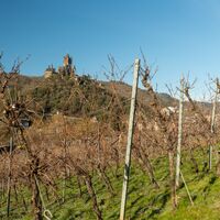 Auf dem Moselsteig bei Cochem