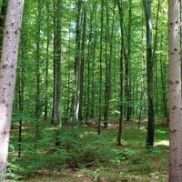 Sonniger Tag im Wald